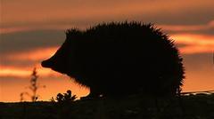 Hedgehog among four chosen animals to feature on your new banknotes — BBC Business, Toronto Business news
