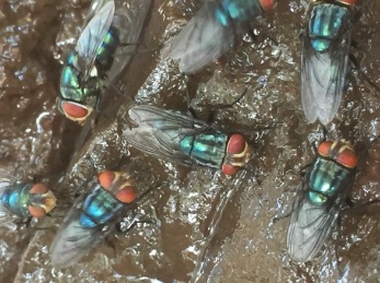 Odor complaints target Mexico’s screwworm fly facility — KFGO, Toronto Schools news